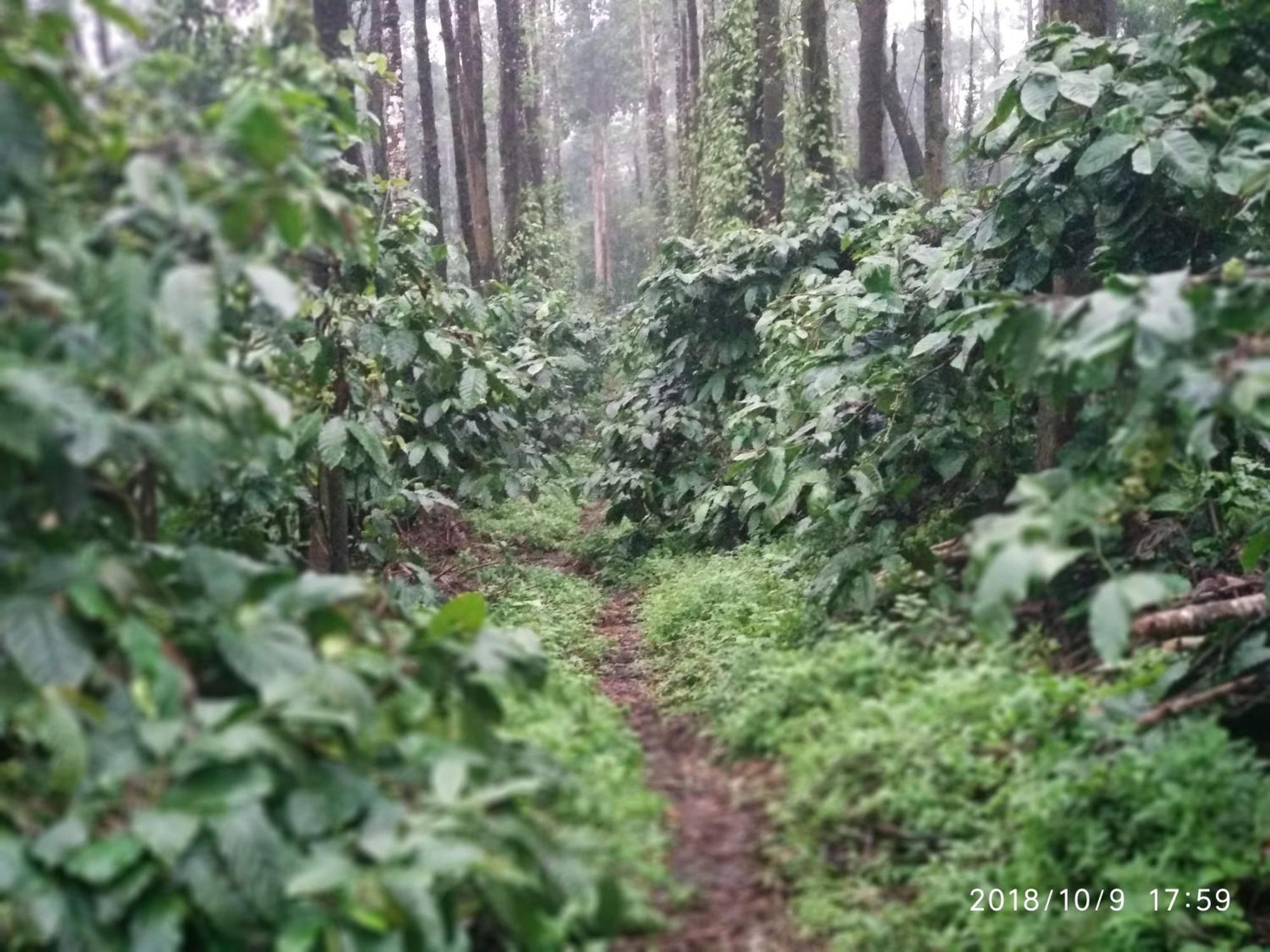 Heights Farm Stay - Coffee Estate Stay Madikeri Extérieur photo